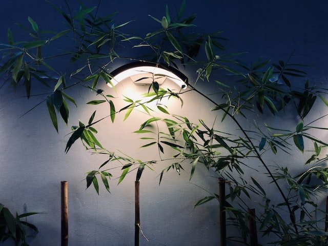 Growing Bamboo In Shade: Tips And Tricks To Make It Possible!