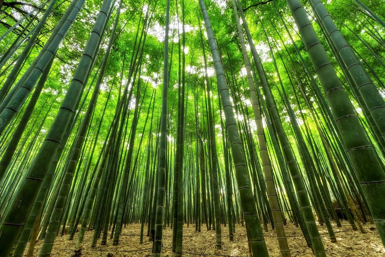 what bamboo grows the fastest