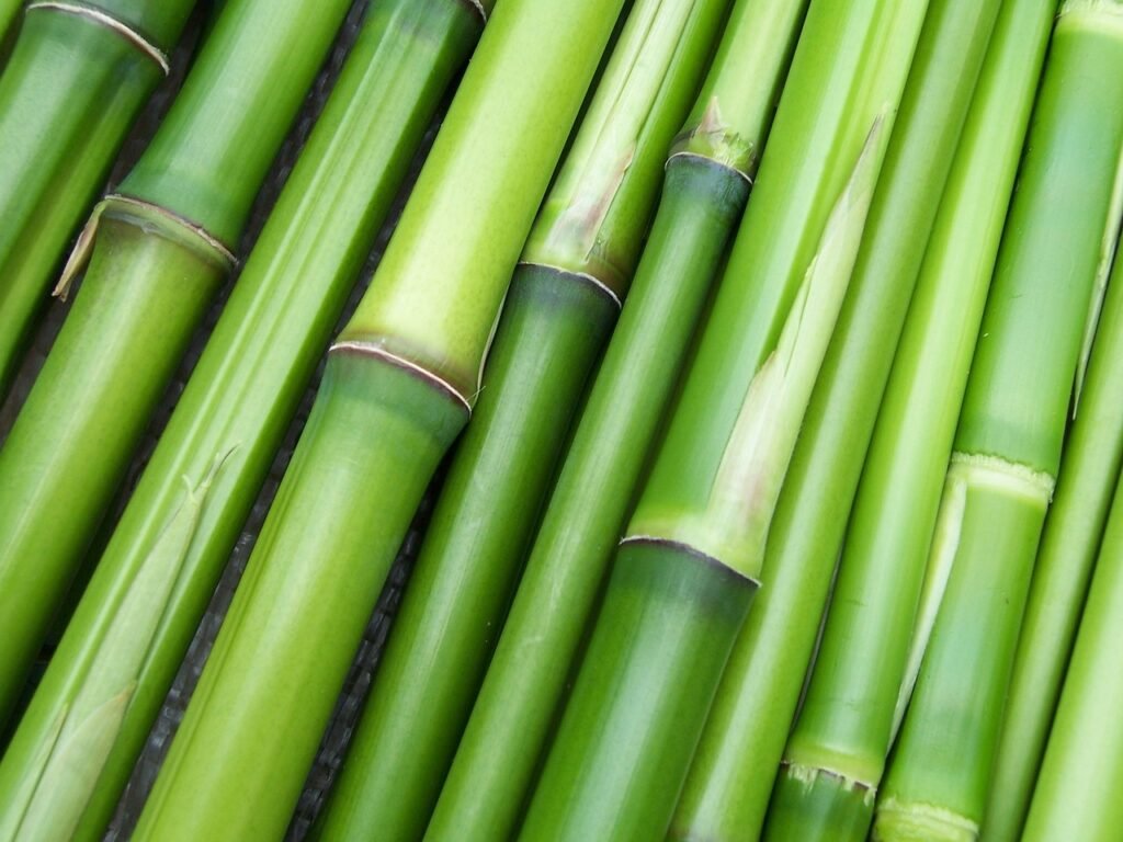 business plan bamboo products