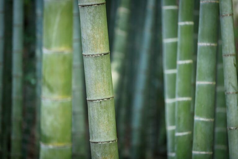 Uncovering the Truth: Does Bamboo Produce Oxygen?